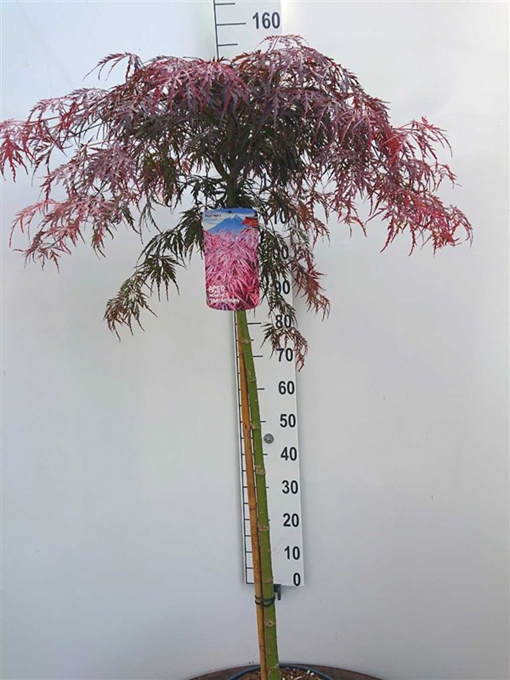 Acer pal. 'Tamukeyama' - 90 CM Stem C20